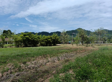 ลงพื้นที่นิคมสหกรณ์พนม อำเภอพนม จังหวัดสุราษฎร์ธานี ... พารามิเตอร์รูปภาพ 8