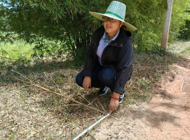 ลงพื้นที่นิคมสหกรณ์พนม อำเภอพนม จังหวัดสุราษฎร์ธานี ... พารามิเตอร์รูปภาพ 17