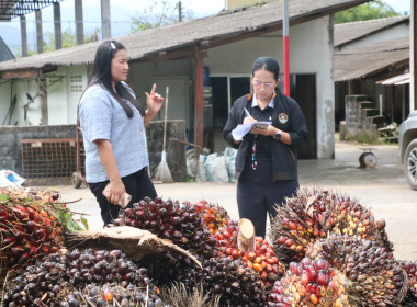 นางสาววิลาวัลย์ แก้วเกาะสะบ้า ... พารามิเตอร์รูปภาพ 10